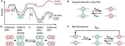 Chemical Design Model for Emergent Synthetic Catch Bonds